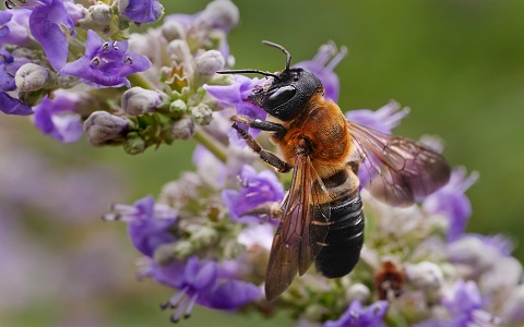 La abeja gigante de la resina se expande por Europa rápidamente